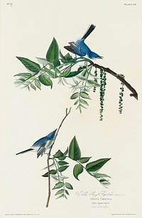 Blue-Grey Fly-catcher from Birds of America (1827) by John James Audubon, etched by William Home Lizars. Original from University of Pittsburg. Digitally enhanced by rawpixel.
