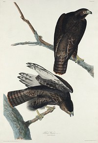 Black Warrior from Birds of America (1827) by John James Audubon, etched by William Home Lizars. Original from University of Pittsburg. Digitally enhanced by rawpixel.