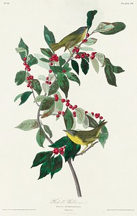 Nashville Warbler from Birds of America (1827) by John James Audubon, etched by William Home Lizars. Original from University of Pittsburg. Digitally enhanced by rawpixel.