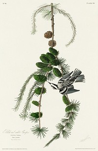 Black &amp; White Creeper from Birds of America (1827) by John James Audubon, etched by William Home Lizars. Original from University of Pittsburg. Digitally enhanced by rawpixel.