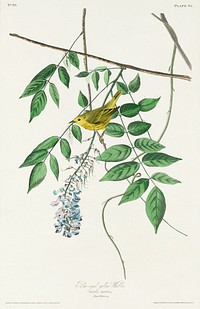 Blue-eyed yellow Warbler from Birds of America (1827) by John James Audubon, etched by William Home Lizars. Original from University of Pittsburg. Digitally enhanced by rawpixel.