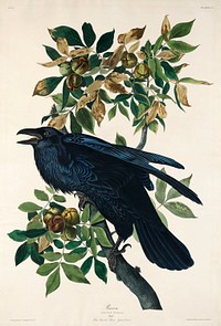 Raven from Birds of America (1827) by John James Audubon, etched by William Home Lizars. Original from University of Pittsburg. Digitally enhanced by rawpixel.
