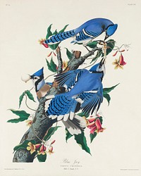 Blue Jay from Birds of America (1827) by John James Audubon, etched by William Home Lizars. Original from University of Pittsburg. Digitally enhanced by rawpixel.