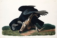 Black Vulture, or Carrion Crow from Birds of America (1827) by John James Audubon, etched by William Home Lizars. Original from University of Pittsburg. Digitally enhanced by rawpixel.