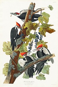 Pileated Woodpecker from Birds of America (1827) by John James Audubon, etched by William Home Lizars. Original from University of Pittsburg. Digitally enhanced by rawpixel.