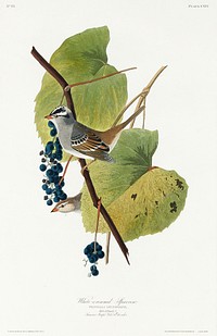 White-crowned Sparrow from Birds of America (1827) by John James Audubon, etched by William Home Lizars. Original from University of Pittsburg. Digitally enhanced by rawpixel.