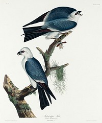 Mississippi Kite from Birds of America (1827) by John James Audubon, etched by William Home Lizars. Original from University of Pittsburg. Digitally enhanced by rawpixel.