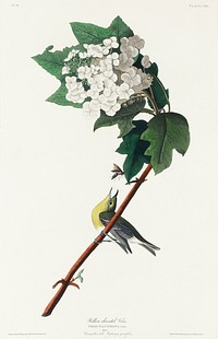 Yellow-throated Vireo from Birds of America (1827) by John James Audubon, etched by William Home Lizars. Original from University of Pittsburg. Digitally enhanced by rawpixel.