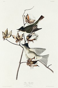 Pewit Flycatcher from Birds of America (1827) by John James Audubon, etched by William Home Lizars. Original from University of Pittsburg. Digitally enhanced by rawpixel.
