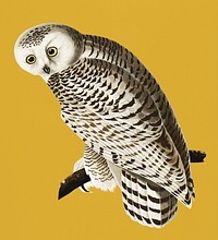 Vintage Illustration of Snowy Owl from Birds of America.