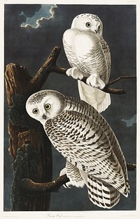 Snowy Owl from Birds of America (1827) by <a href="https://www.rawpixel.com/search/John%20James%20Audubon?sort=curated&amp;type=all&amp;page=1">John James Audubon</a>, etched by William Home Lizars. Original from University of Pittsburg. Digitally enhanced by rawpixel.