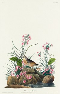 Yellow-winged Sparrow from Birds of America (1827) by John James Audubon, etched by William Home Lizars. Original from University of Pittsburg. Digitally enhanced by rawpixel.