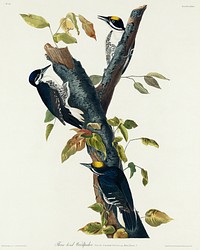 Three-toed Woodpecker from Birds of America (1827) by John James Audubon, etched by William Home Lizars. Original from University of Pittsburg. Digitally enhanced by rawpixel.