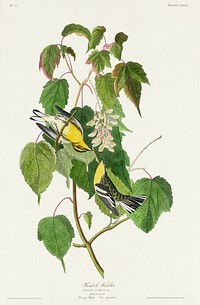 Hemlock Warbler from Birds of America (1827) by John James Audubon, etched by William Home Lizars. Original from University of Pittsburg. Digitally enhanced by rawpixel.