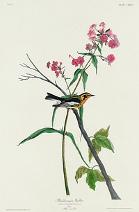 Blackburnian Warbler from Birds of America (1827) by John James Audubon, etched by William Home Lizars. Original from University of Pittsburg. Digitally enhanced by rawpixel.