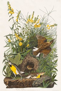 Meadow Lark from Birds of America (1827) by John James Audubon, etched by William Home Lizars. Original from University of Pittsburg. Digitally enhanced by rawpixel.