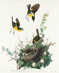 Yellow-breasted Chat from Birds of America (1827) by John James Audubon, etched by William Home Lizars. Original from University of Pittsburg. Digitally enhanced by rawpixel.
