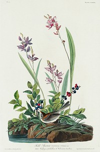 Field Sparrow from Birds of America (1827) by John James Audubon, etched by William Home Lizars. Original from University of Pittsburg. Digitally enhanced by rawpixel.