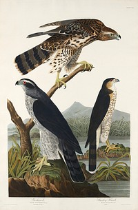 Goshawk and Stanley Hawk from Birds of America (1827) by John James Audubon, etched by William Home Lizars. Original from University of Pittsburg. Digitally enhanced by rawpixel.