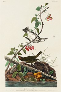 Golden-crowned Thrush from Birds of America (1827) by John James Audubon, etched by William Home Lizars. Original from University of Pittsburg. Digitally enhanced by rawpixel.