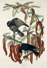 Fish Crow from Birds of America (1827) by John James Audubon, etched by William Home Lizars. Original from University of Pittsburg. Digitally enhanced by rawpixel.