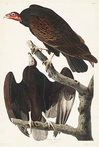 Turkey Buzzard from Birds of America (1827) by John James Audubon, etched by William Home Lizars. Original from University of Pittsburg. Digitally enhanced by rawpixel.