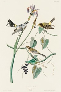 Yellow-crown Warbler from Birds of America (1827) by John James Audubon, etched by William Home Lizars. Original from University of Pittsburg. Digitally enhanced by rawpixel.