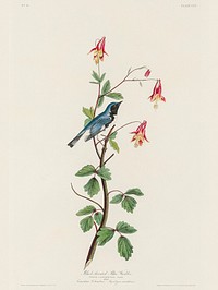 Black-throated Blue Warbler from Birds of America (1827) by John James Audubon, etched by William Home Lizars. Original from University of Pittsburg. Digitally enhanced by rawpixel.