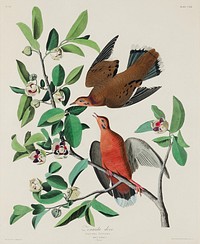 from Birds of America (1827) by John James Audubon, etched by William Home Lizars. Original from University of Pittsburg. Digitally enhanced by rawpixel.