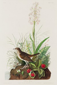 Tawny Thrush from Birds of America (1827) by John James Audubon, etched by William Home Lizars. Original from University of Pittsburg. Digitally enhanced by rawpixel.