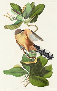 Mangrove Cuckoo from Birds of America (1827) by John James Audubon, etched by William Home Lizars. Original from University of Pittsburg. Digitally enhanced by rawpixel.