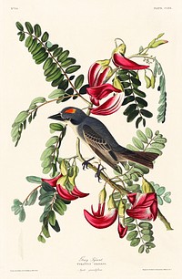 Piping Flycatcher from Birds of America (1827) by John James Audubon, etched by William Home Lizars. Original from University of Pittsburg. Digitally enhanced by rawpixel.