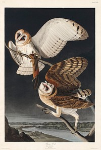 Barn Owl from Birds of America (1827) by John James Audubon, etched by William Home Lizars. Original from University of Pittsburg. Digitally enhanced by rawpixel.