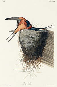 Barn Swallow from Birds of America (1827) by John James Audubon, etched by William Home Lizars. Original from University of Pittsburg. Digitally enhanced by rawpixel.
