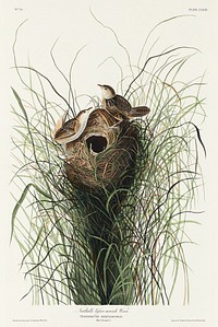 Nuttall's lesser-marsh Wren from Birds of America (1827) by John James Audubon, etched by William Home Lizars. Original from University of Pittsburg. Digitally enhanced by rawpixel.