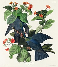 White-crowned Pigeon from Birds of America (1827) by John James Audubon, etched by William Home Lizars. Original from University of Pittsburg. Digitally enhanced by rawpixel.