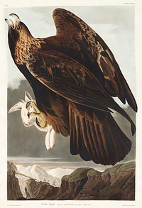 Golden Eagle from Birds of America (1827) by John James Audubon, etched by William Home Lizars. Original from University of Pittsburg. Digitally enhanced by rawpixel.