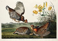 Pinnated Grouse from Birds of America (1827) by John James Audubon, etched by William Home Lizars. Original from University of Pittsburg. Digitally enhanced by rawpixel.