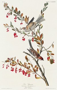 Tree Sparrow from Birds of America (1827) by John James Audubon, etched by William Home Lizars. Original from University of Pittsburg. Digitally enhanced by rawpixel.