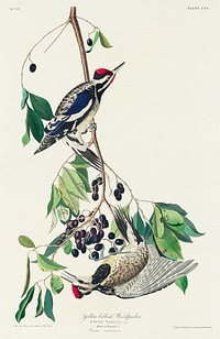 Yellow bellied Woodpecker; S. varius from Birds of America (1827) by John James Audubon, etched by William Home Lizars. Original from University of Pittsburg. Digitally enhanced by rawpixel.