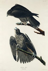 Labrador Falcon from Birds of America (1827) by John James Audubon, etched by William Home Lizars. Original from University of Pittsburg. Digitally enhanced by rawpixel.