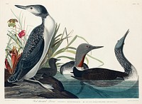Red-Throated Diver from Birds of America (1827) by John James Audubon, etched by William Home Lizars. Original from University of Pittsburg. Digitally enhanced by rawpixel.