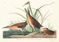 Virginia Rail from Birds of America (1827) by John James Audubon, etched by William Home Lizars. Original from University of Pittsburg. Digitally enhanced by rawpixel.