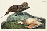 Esquimaux Curlew from Birds of America (1827) by John James Audubon, etched by William Home Lizars. Original from University of Pittsburg. Digitally enhanced by rawpixel.