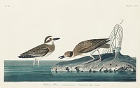 Wilson&#39;s Plover from Birds of America (1827) by John James Audubon, etched by William Home Lizars. Original from University of Pittsburg. Digitally enhanced by rawpixel.
