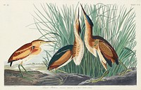 Least Bittern from Birds of America (1827) by John James Audubon, etched by William Home Lizars. Original from University of Pittsburg. Digitally enhanced by rawpixel.