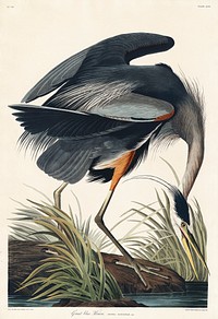 Great blue Heron from Birds of America (1827) by John James Audubon, etched by William Home Lizars. Original from University of Pittsburg. Digitally enhanced by rawpixel.