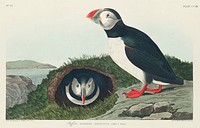 Puffin from Birds of America (1827) by John James Audubon, etched by William Home Lizars. Original from University of Pittsburg. Digitally enhanced by rawpixel.