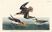 Hyperborean phalarope from Birds of America (1827) by John James Audubon, etched by William Home Lizars. Original from University of Pittsburg. Digitally enhanced by rawpixel.