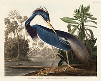 Louisiana Heron from Birds of America (1827) by <a href="https://www.rawpixel.com/search/John%20James%20Audubon?sort=curated&amp;type=all&amp;page=1">John James Audubon</a>, etched by William Home Lizars. Original from University of Pittsburg. Digitally enhanced by rawpixel.